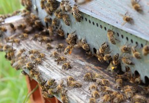 atterrissage pollen